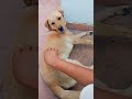 family vlogs fun and comedy #punjabi #love #viral #shorts #dog #dogs #animals #beautiful #views