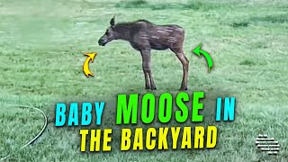 Wild Baby Moose Running around a Backyard