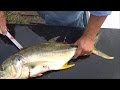 Can You Eat Jack Crevalle Trash Fish or Treasure? Smoked Jack Crevalle How to Cook Jack Crevalle