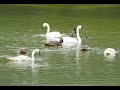 Höckerschwan, Schöne Schwäne, Schwanenfamilie Wasservögel, mute swan, Austria, Schwan taucht, frisst