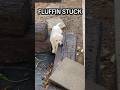 HELP, I FLUFFIN STUCK! #puppy #stuck #chunkymonkey #puppy #labrador #help