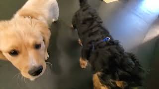 Puppy Parties June 3