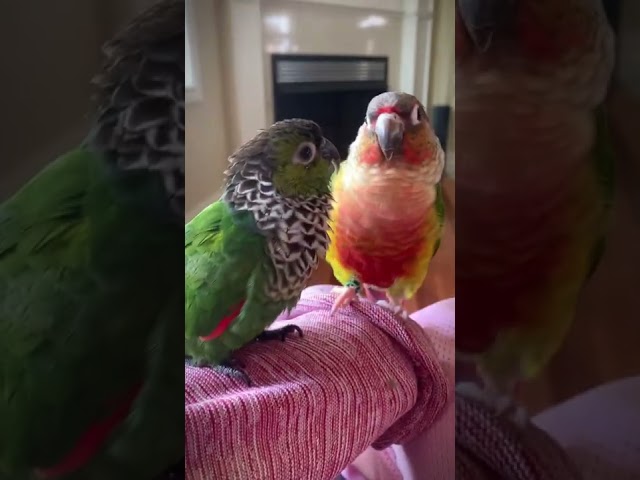 Cute conure parrots talking to each other class=