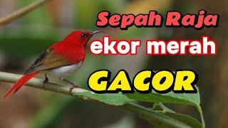 sepah RAJA ekor merah gacor nembak full isian