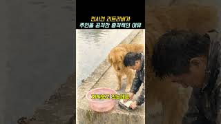 주인을 공격한 리트리버
