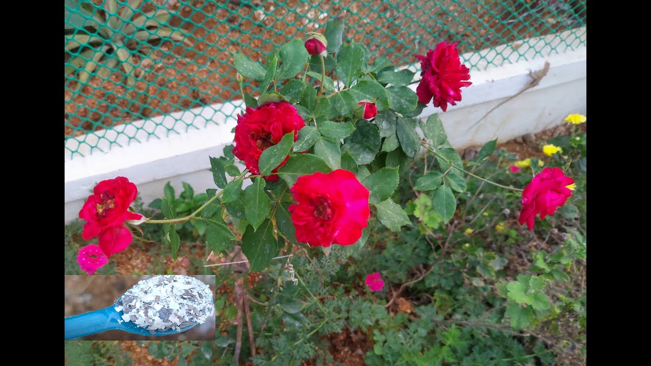 Best organic fertilizers to grow 🌹 Rose Plant with bunch of Roses🌹