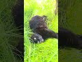 Luna - Beatifull Cat