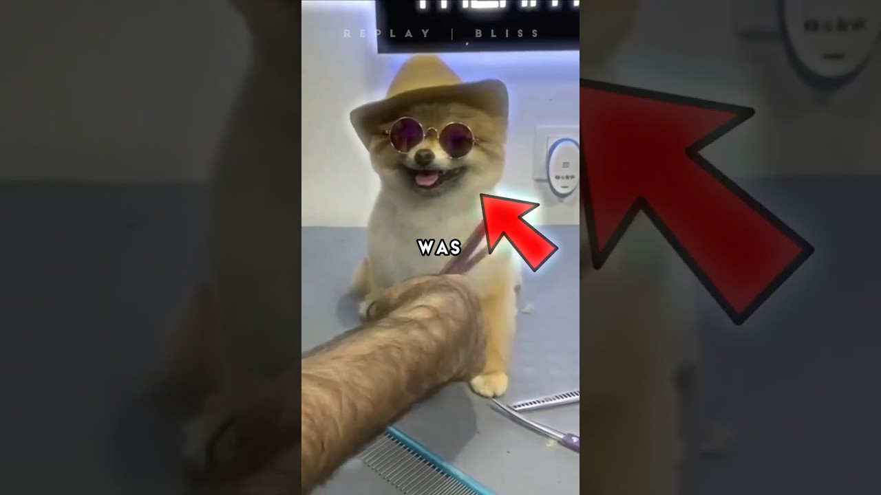 Most Pampered Pet EVER! Watch His Transformation! 💖🐶