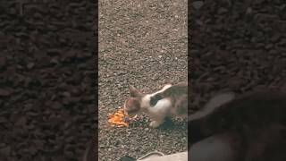 😎Cat eating chips 😀#cat #eating #chips#animals #trending
