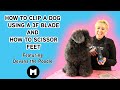 How to clip a dog using a 3f blade and scissor feet