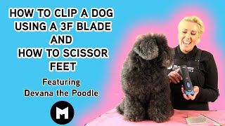 How to clip a dog using a 3f blade and scissor feet