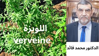 الدكتور محمد فائد ||  نبات اللويزة (رعي الحمام )