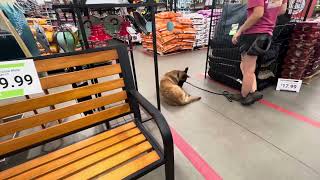 BnT Teddy Week 3 Executive Level Obedience.