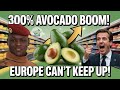 EUROPEAN SUPERMARKETS SCRAMBLE FOR AFRICAN AVOCADOS AFTER EXPORTS SKYROCKET 300% IN THREE YEARS?