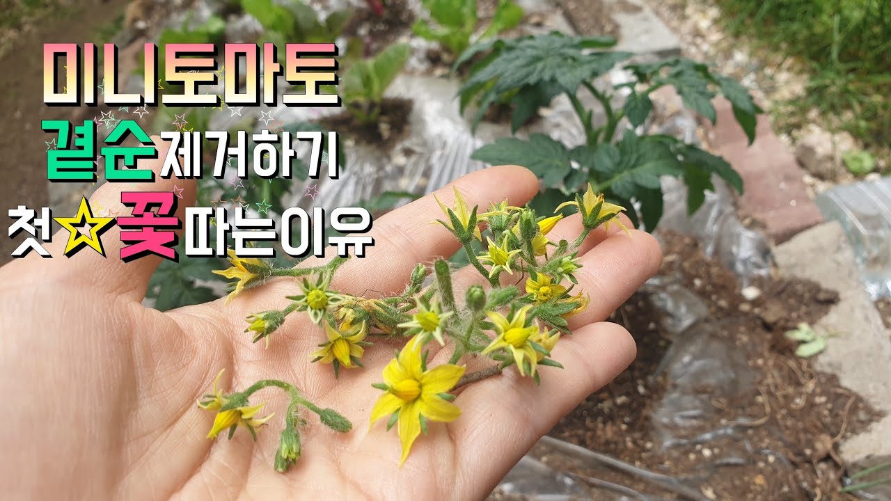 (EN/CH/JP) 방울토마토 곁순제거하기와 첫꽃따는 이유, 🌱토마토 재배의 시작 | Reason for removing tomato sprouts and first flower