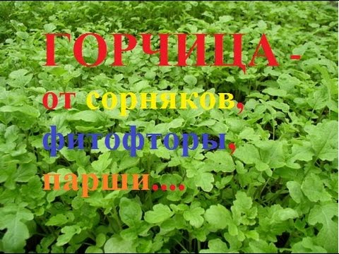 Горчица от сорняков, фитофторы, парши...