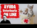 🛑Ayuda para Mascotas On Line 2021 ⏩ Veterinario Responde en Vivo Gratis ✅ Serie 4