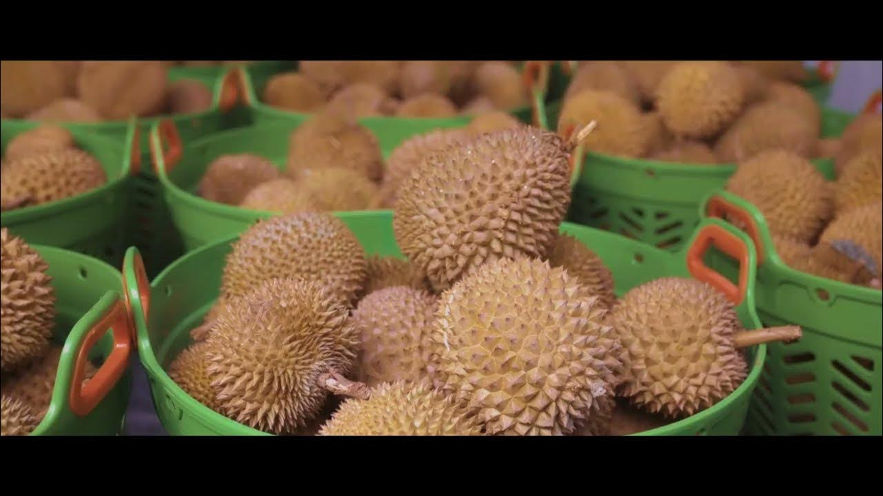 COMPANY PROFILE UNIVERSAL DURIAN Durian Factory In Indonesia YouTube