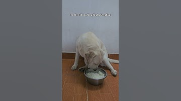 Cơm trắng mà cô ta cũng xơi cả tô #cucaikimchi #pets #funnydogs