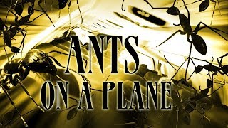 "SATURDAY NIGHT MATINEE" ANTS ON A PLANE