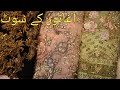 Pakistani Designer Dresses| Agha Noor Dress Designs| Party Dresses| New Year Dress| Online Dresses