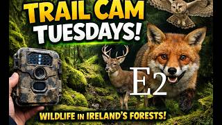 Episode 2 - THE WOLFANG WT03 trail camera