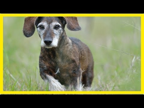 Video: Was ist die Lebensdauer eines Hundes?