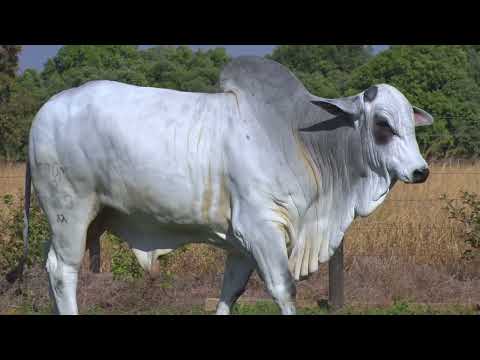 LOTE 132 - 7613 | 42º MEGA LEILÃO ANUAL CARPA TOUROS