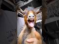 Top 5 Funniest Goats Ever Caught on Camera! 🐐😂