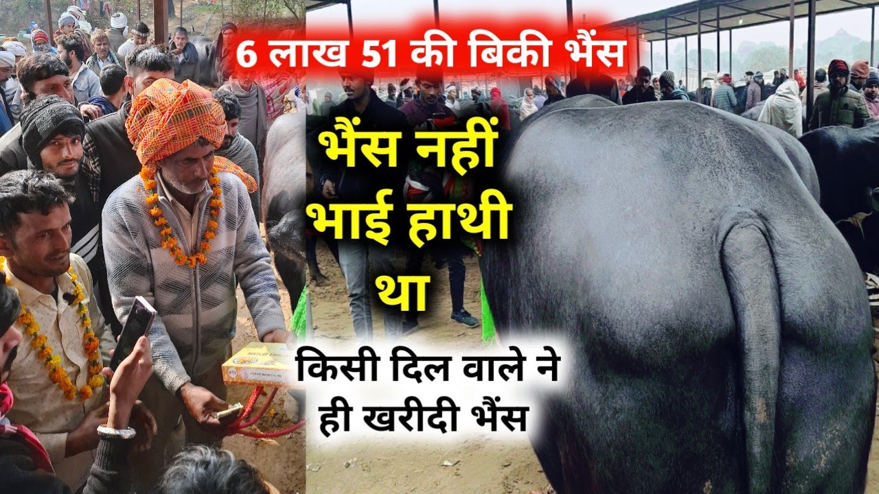 भैंस नहीं हाथी था | पशु मंडी में अब तक टॉप भैंस आईं | जयपुर पशु मंडी | कितने में बिका pashu hatwada 