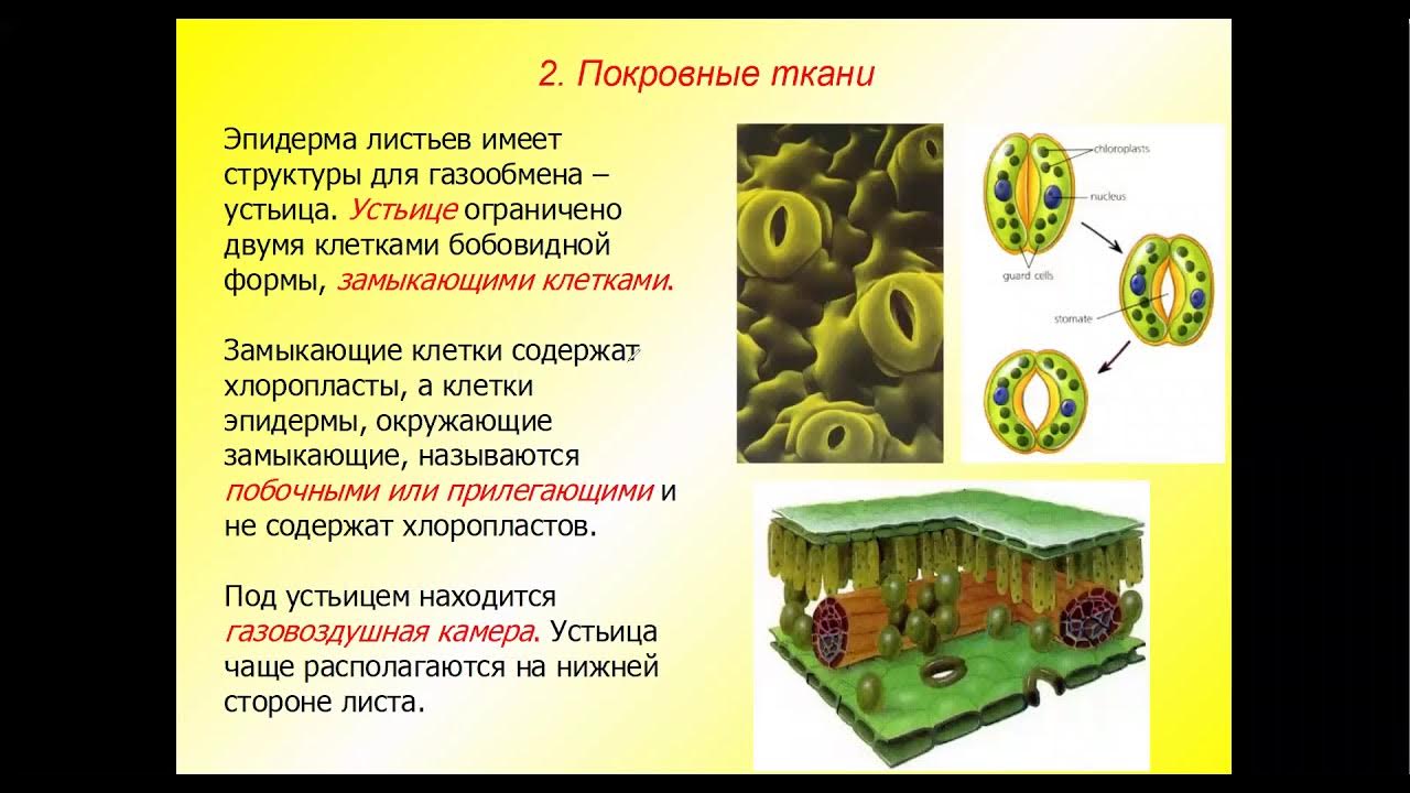 У каких растений 5 тканей. Ткань листа растения с устьицем. Покровная ткань растений устьица. Строение покровной ткани устьица. Замыкающие клетки устьиц содержат.