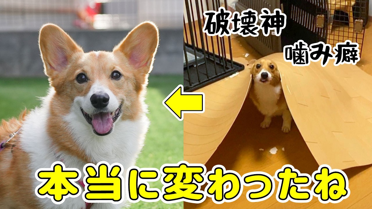 手乗りサイズのコーギーさん♪ 手がかかりすぎたコーギー、6年後こうなりました - YouTube
