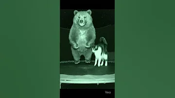 Would You Believe This Was Real If You Didn T See It Crazy Animals Night 