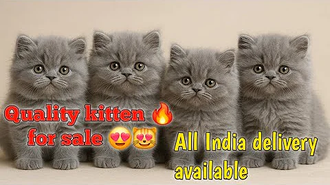 Watch the video about Cat available in varanasi 😻 | all india delivery | #cats #treandin #viral #videos #pets