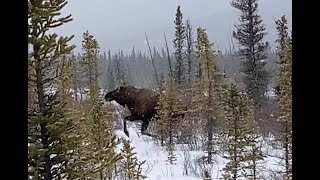 Three Bullets in the 375 Win:  Is it Moose Worthy?   HD 1080p