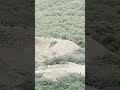 mount ki sair #trending #mountains #animalshorts #naturelovers #shorts #youtubeshorts