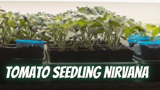 How to Take Care of Tomato Seedlings for AMAZING Results: 3 Tips to Maximize Tomato Production by Nextdoor Homestead 4,281 views 1 year ago 10 minutes, 48 seconds