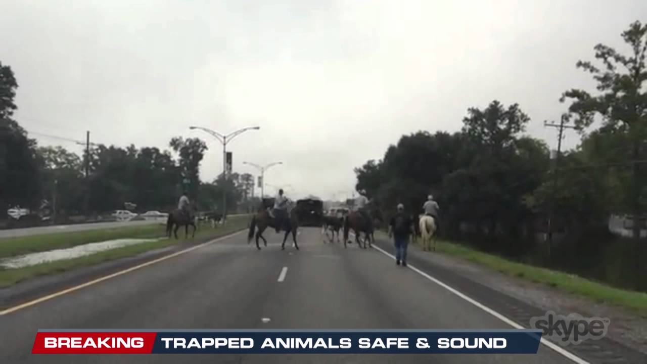 Louisiana Looks Like the Wild West as Cattle are Rounded Up YouTube