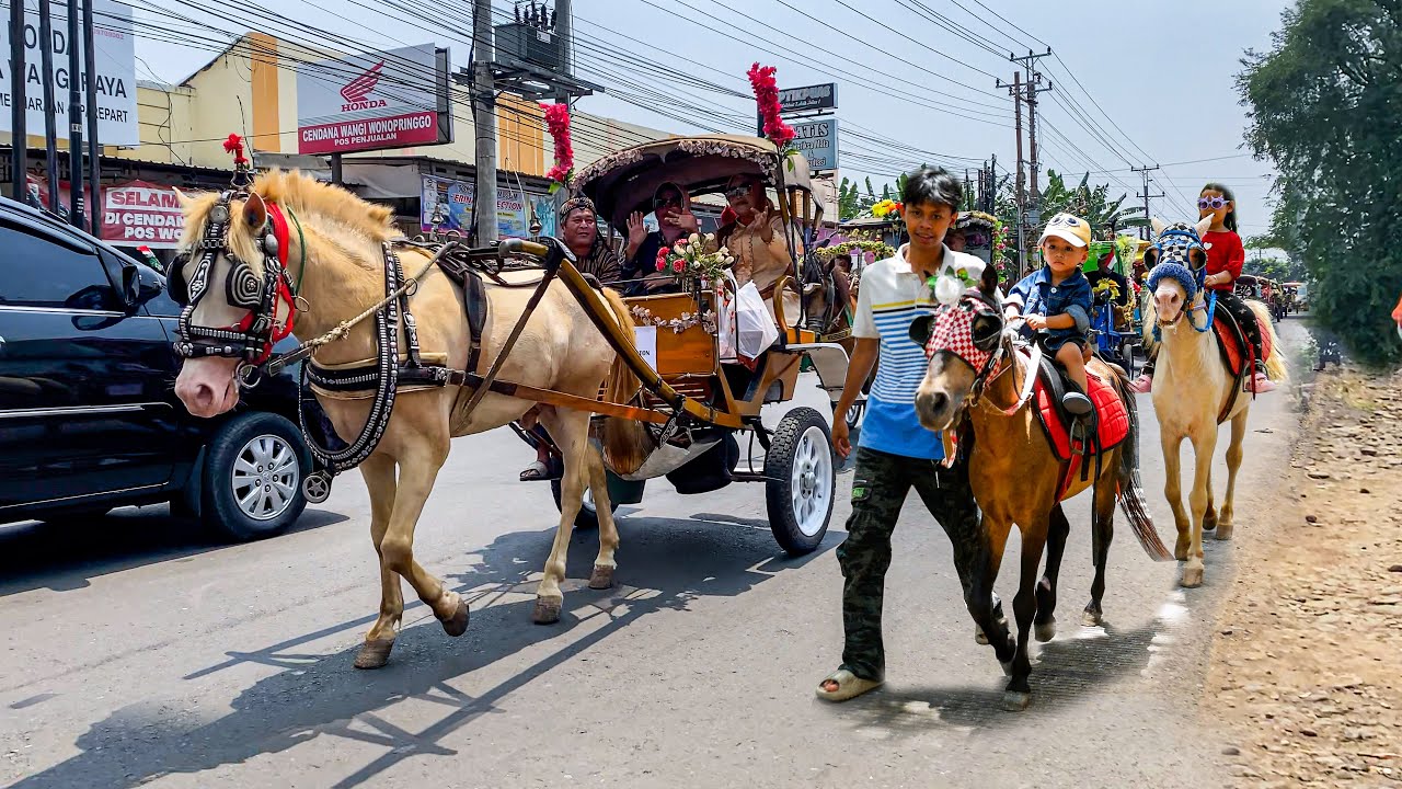 NAIK KUDA ~ NAIK DELMAN ISTIMEWA ~ KUDA DELMAN