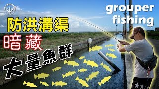 防洪小水溝居然偷躲這麼多魚grouper fishing #龍虎斑 #鵝大人 #釣魚