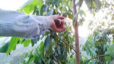 nên cắt tỉa cành quế và mầm quế như thế nào cho hợp