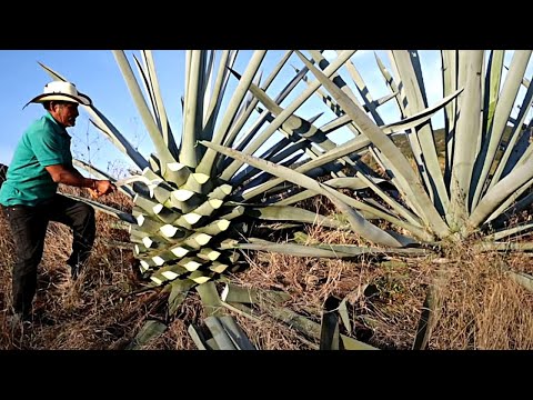 Видео: Руководство по употреблению мескаля в Оахаке