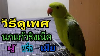 🐦วิธีดูเพศนกแก้วริงเน็ค ผู้ หรือ เมีย สังเกตุจากตรงไหน!!!🦅🦜