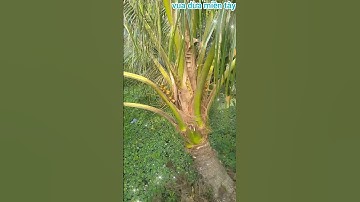 Vua Dừa Miền Tây// cây dừa xiêm dứa 1 năm rưỡi ra bông trái rất sai