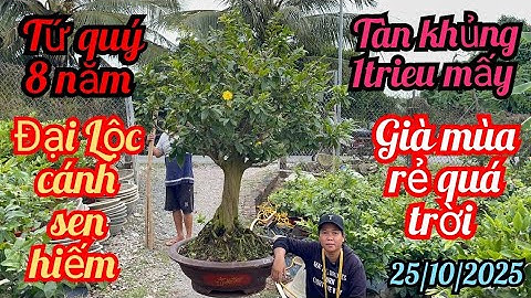 25/10/2025☎️0784263699 Tuyền 👉tứ quý 8 năm tuổi hoành to 46 có xã rẻ trong líp già mùa cây lớn 