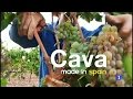 99-Fabricando Made in Spain - Cava