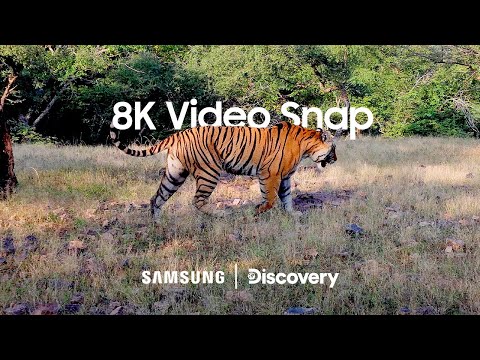 Galaxy x Discovery: Capture cinematic footage with 8K Video Snap | Samsung