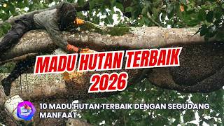 REKOMENDASI 10 MADU HUTAN ASLI TERBAIK 2026 | Madu Murni Bagus Untuk Kesehatan