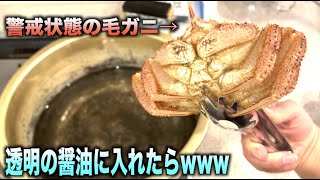 警戒状態の毛ガニを透明の醤油の中に入れた結果wwwww