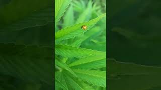 uk outdoor guerilla grow/ 2weeks after last visit. Feed & Boost